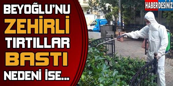 Beyoğlu'nu zehirli tırtıllar bastı