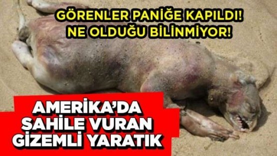 AMERİKADA SAHİLE VURAN GİZEMLİ YARATIK!GÖRENLER PANİĞE KAPILDI NE OLDUĞU BİLİNMİYOR!