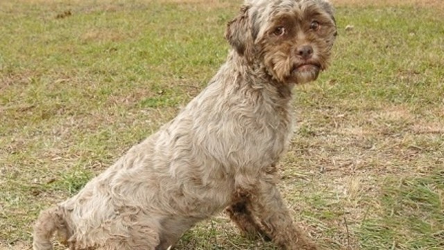 DÜNYA ŞOKTA! YAŞAMAZ DENİLİYORDU AMA... TECAVÜZ SONUCU DÜNYAYA GELEN İNSAN YÜZLÜ KÖPEK BÜYÜDÜ!