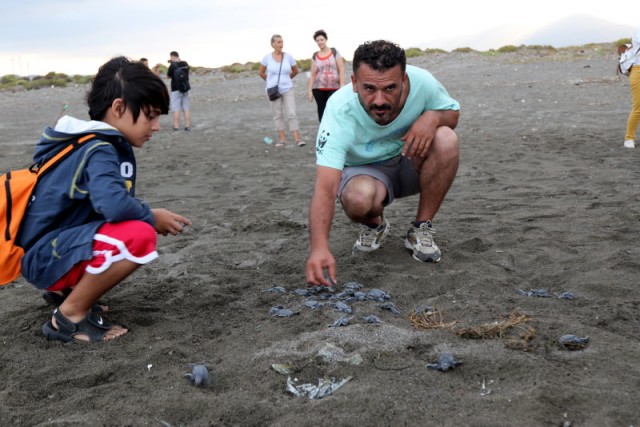 Yeşil deniz kaplumbağalarının yolculuğu başladı