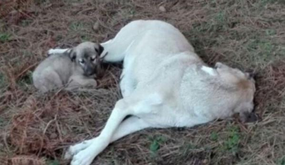 İSTANBULUN GÖBEĞİNDE DEHŞET! ANNE KÖPEĞE TECAVÜZ ETTİLER! YETMEZMİŞ GİBİ VİDEOYA ÇEKİP SOSYAL MEDYADA PAYLAŞTILAR! İŞTE O GÖRÜNTÜLER..!