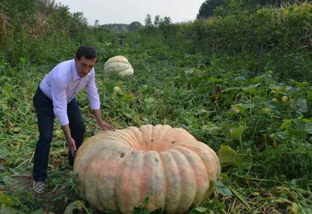 Sadece Bahçede Yetişiyor Tam 450 Kilo !