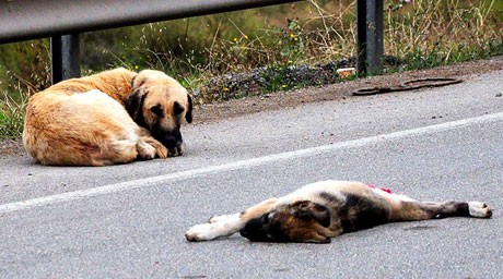 İSTANBULUN GÖBEĞİNDE DEHŞET! ANNE KÖPEĞE TECAVÜZ ETTİLER! YETMEZMİŞ GİBİ VİDEOYA ÇEKİP SOSYAL MEDYADA PAYLAŞTILAR! İŞTE O GÖRÜNTÜLER..!