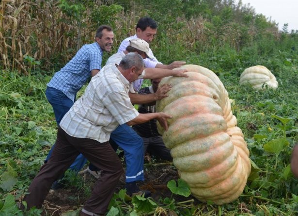 Sadece Bahçede Yetişiyor Tam 450 Kilo !