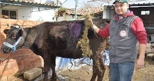 Gebe İnekten Dana Beklerken Karnından Öyle Bir Şey Çıktı Ki... Yok Artık..