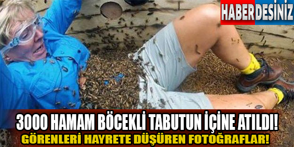 3000 hamam böcekli tabutun içine atıldı!