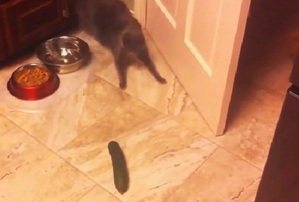 KEDİLER SALATALIKTAN NEDEN KORKAR? İŞTE YANITI..