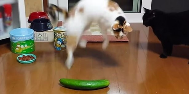 KEDİLER SALATALIKTAN NEDEN KORKAR? İŞTE YANITI..