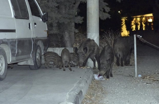 Bodrum’a yaban domuzları indi