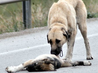 İSTANBULUN GÖBEĞİNDE DEHŞET! ANNE KÖPEĞE TECAVÜZ ETTİLER! YETMEZMİŞ GİBİ VİDEOYA ÇEKİP SOSYAL MEDYADA PAYLAŞTILAR! İŞTE O GÖRÜNTÜLER..!