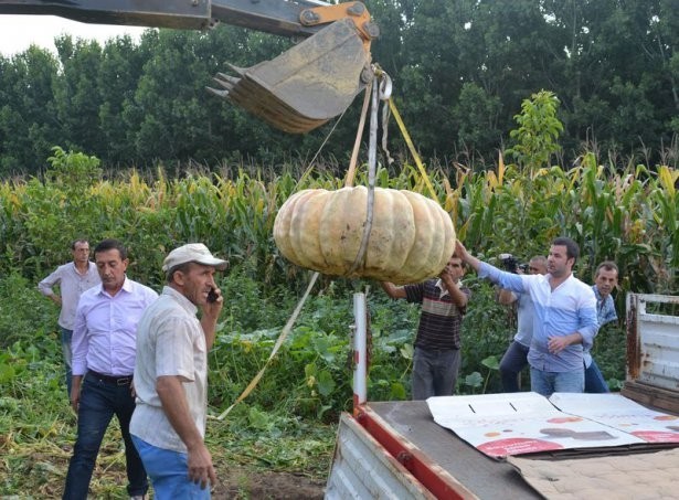 Sadece Bahçede Yetişiyor Tam 450 Kilo !