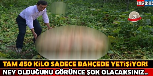 Sadece Bahçede Yetişiyor Tam 450 Kilo !