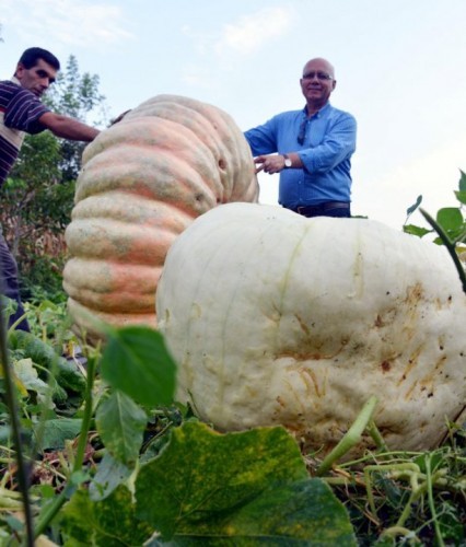 Sadece Bahçede Yetişiyor Tam 450 Kilo !