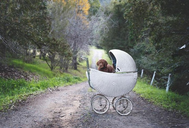 Bebek yerine köpekle poz veren aile !