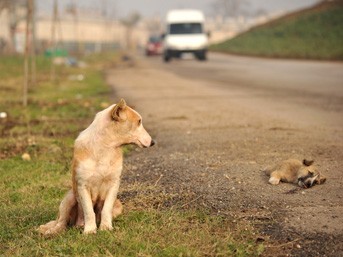 İSTANBULUN GÖBEĞİNDE DEHŞET! ANNE KÖPEĞE TECAVÜZ ETTİLER! YETMEZMİŞ GİBİ VİDEOYA ÇEKİP SOSYAL MEDYADA PAYLAŞTILAR! İŞTE O GÖRÜNTÜLER..!