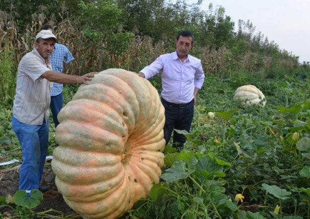 Sadece Bahçede Yetişiyor Tam 450 Kilo !