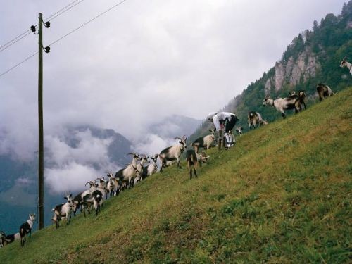 Keçi gibi yaşayan adamın sırrı !