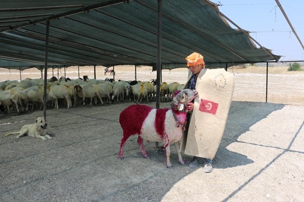 "Mor koyunlar" teröre tepki için suya atlatılacak