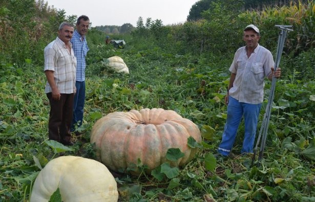 Sadece Bahçede Yetişiyor Tam 450 Kilo !