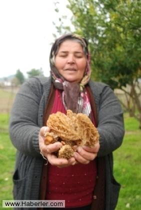 FİYATI DUDAK UÇUKLATIYOR! BU MANTARDAN BULAN ZENGİN OLUN!