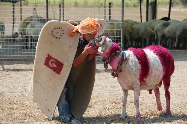 "Mor koyunlar" teröre tepki için suya atlatılacak