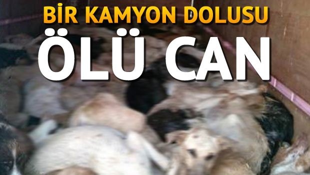 Bu Bir Vahşet ! Bir Kamyon Dolusu Can...