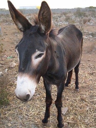 Yok Artık! Eşekle İlişkiye Giren Karısını Gizli Kamera İle Böyle Yakaladı!