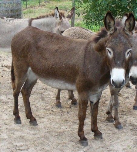 Yok Artık! Eşekle İlişkiye Giren Karısını Gizli Kamera İle Böyle Yakaladı!