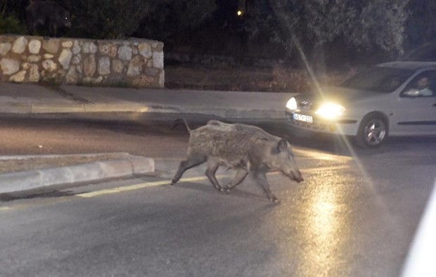 Bodrum’a yaban domuzları indi