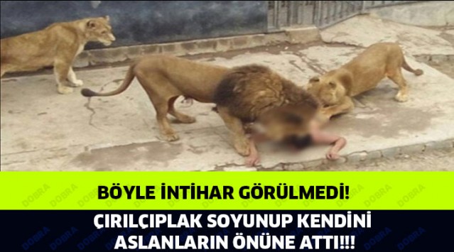 20 Yaşındaki Genç Kendini Aslanlara Yem Etti!