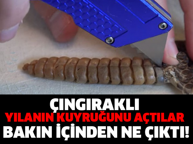 ÇINGIRAKLI YILANIN KUYRUĞUNU AÇTILAR! BAKIN İÇİNDEN NE ÇIKTI…