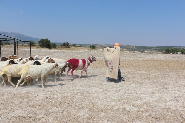 "Mor koyunlar" teröre tepki için suya atlatılacak