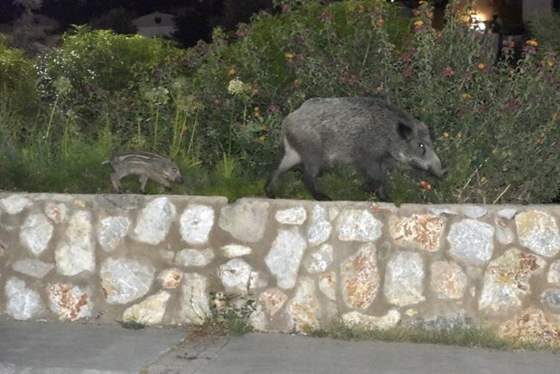 Bodrum’a yaban domuzları indi