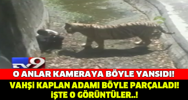 VAHŞİ KAPLAN ADAMI BÖYLE PARÇALADI..!