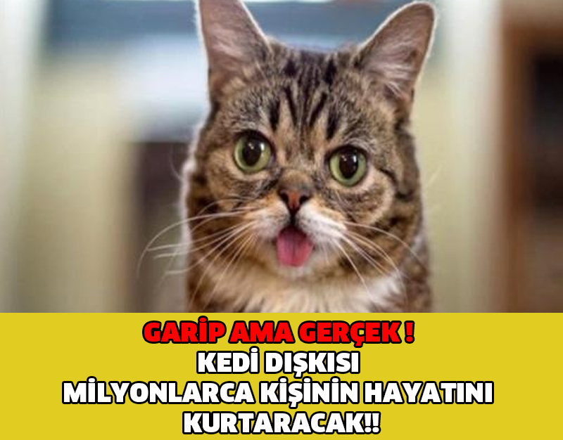 GARİP AMA GERÇEK ! KEDİ DIŞKISI MİLYONLARCA KİŞİNİN HAYATINI KURTARACAK!!