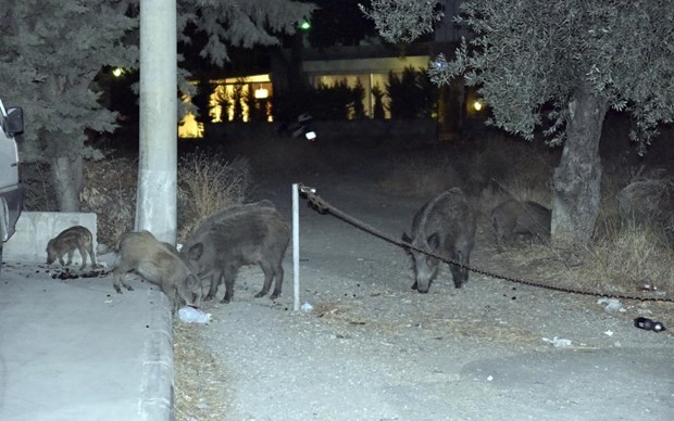 Bodrum’a yaban domuzları indi