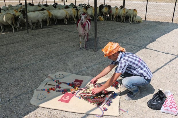 "Mor koyunlar" teröre tepki için suya atlatılacak