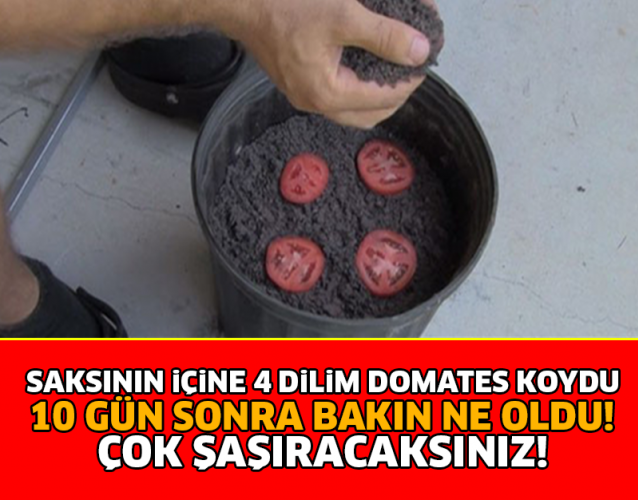 SAKSININ İÇİNE 4 DİLİM DOMATES KOYDU VE BAKIN SONRA NE OLDU!