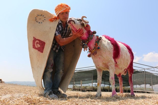 "Mor koyunlar" teröre tepki için suya atlatılacak