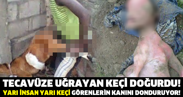 BU GÖRÜNTÜLER TÜM DÜNYAYI ŞOKA UĞRATTI! MARDİN'DE KEÇİYE TECAVÜZ SONUCU DOĞAN YARATIK!