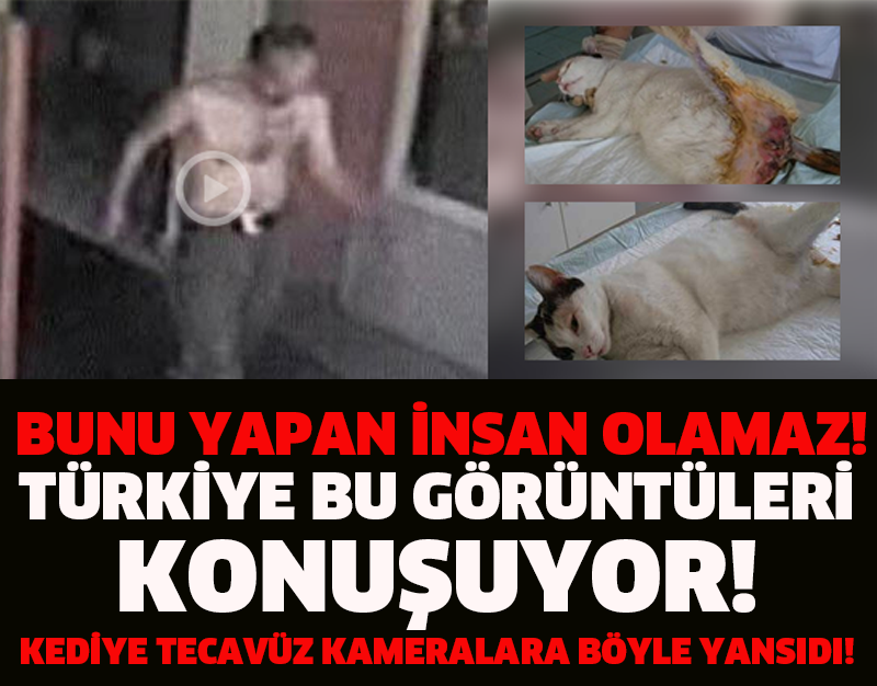 TÜRKİYE BU GÖRÜNTÜLERİ KONUŞUYOR! KEDİYE TECAVÜZ KAMERALARA BÖYLE YANSIDI!