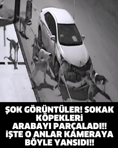 ŞOK GÖRÜNTÜLER! SOKAK KÖPEKLERİ ARABAYI PARÇALADI!! İŞTE O ANLAR KAMERAYA BÖYLE YANSIDI!!