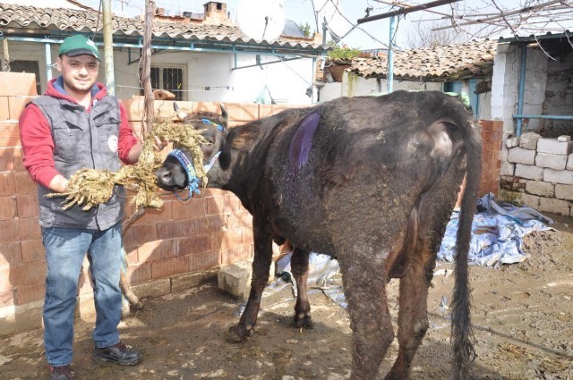 Gebe İnekten Dana Beklerken Karnından Öyle Bir Şey Çıktı Ki... Yok Artık..