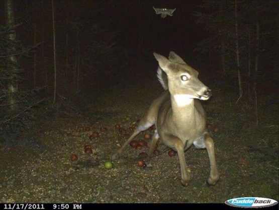 Kamp Yaptığı Yerde Gece Görüş Kamerası ile Çektiği Fotoğraflar Kanınızı Donduracak...!