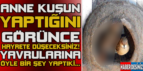 Onlardan öğreneceğimiz çok şey var...