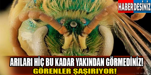 Arıları hiç bu kadar yakından görmediniz!