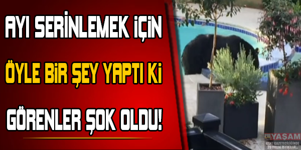 Ayı serinlemek için öyle bir şey yaptı ki....