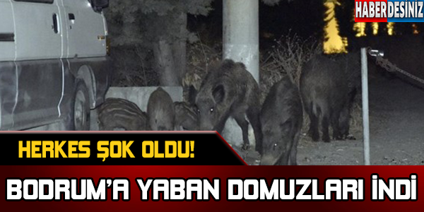 Bodrum’a yaban domuzları indi