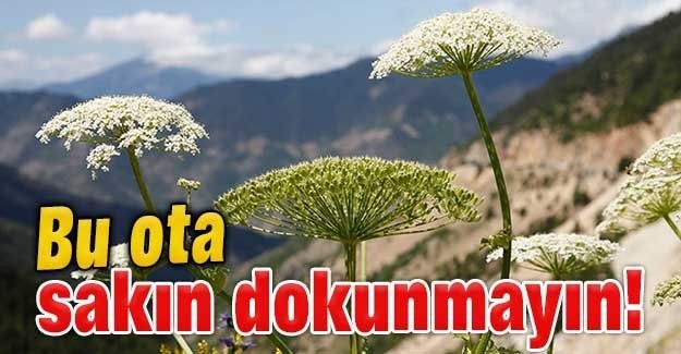 Bu ota sakın dokunmayın!