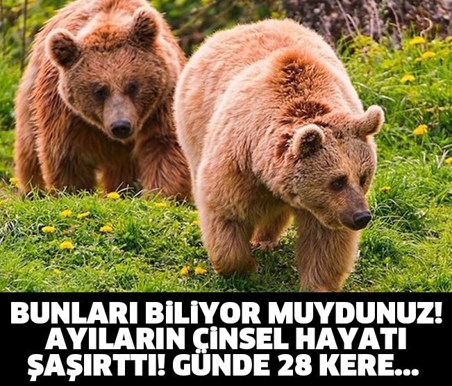 BUNLARI BİLİYOR MUYDUNUZ! AYILARIN CİNSEL HAYATI ŞAŞIRTTI! GÜNDE 28 KERE...